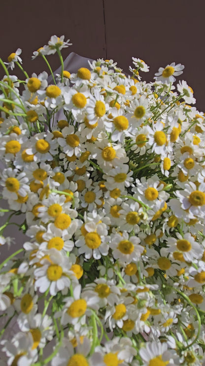 No. 30 Honey Chamomile Meadow